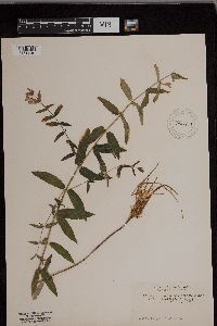 Scutellaria galericulata image
