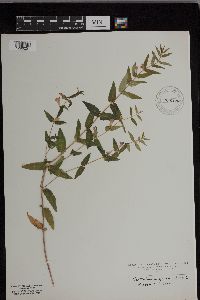 Scutellaria galericulata image