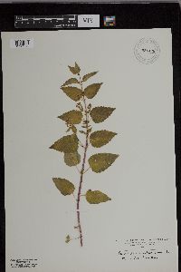 Scutellaria lateriflora image