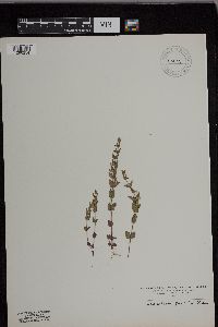 Scutellaria parvula image