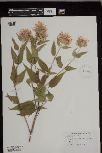 Monarda fistulosa image