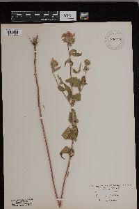 Monarda fistulosa image