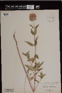 Monarda fistulosa image