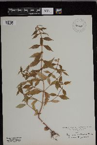 Lycopus uniflorus image