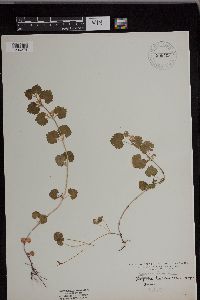 thumbnail image of current specimen