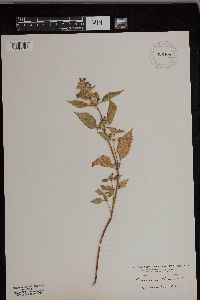 Galeopsis tetrahit image