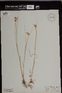 Juncus torreyi image