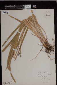 Iris versicolor image