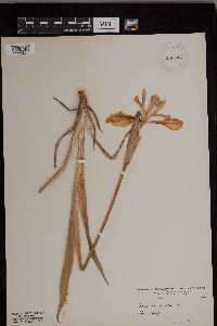 Iris versicolor image