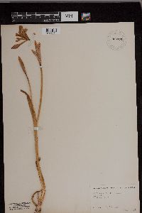 Iris versicolor image