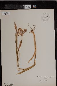 Iris versicolor image