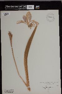 Iris versicolor image