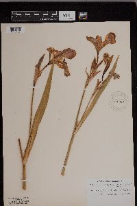 Iris virginica image