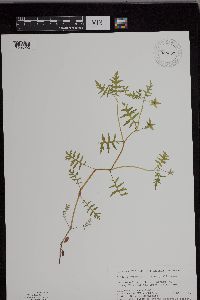 Media resource of Ellisia nyctelea