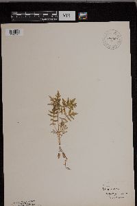 Ellisia nyctelea image