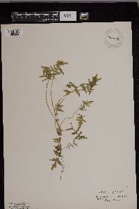 Ellisia nyctelea image