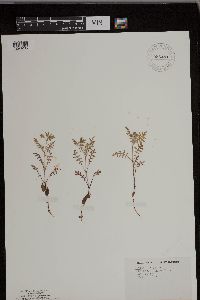 Ellisia nyctelea image