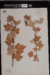 Ribes lacustre image