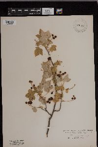 Ribes glandulosum image