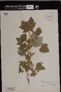 Ribes hudsonianum image