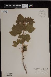 Ribes hudsonianum image
