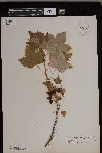 Ribes hudsonianum image