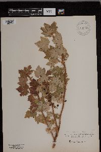 Ribes lacustre image