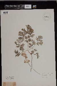Dicentra cucullaria image