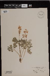 Dicentra cucullaria image