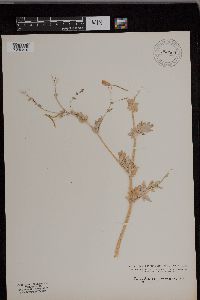 Corydalis sempervirens image