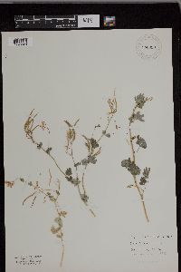 Corydalis sempervirens image