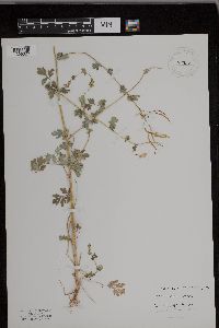 Corydalis sempervirens image