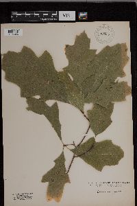 Quercus rubra image