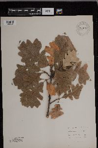 Quercus macrocarpa image