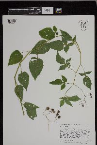 Solanum dulcamara image