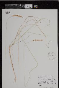 thumbnail image of current specimen