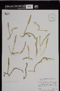 Lycopodiella inundata image