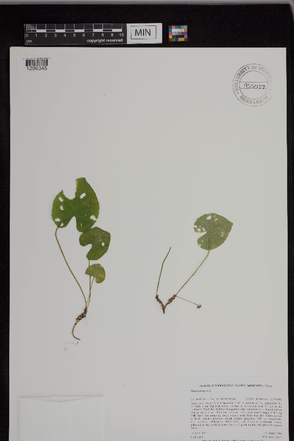 Viola incognita image