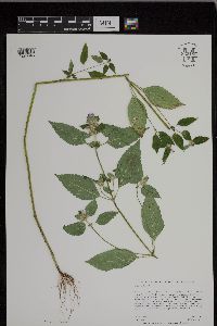 Galeopsis tetrahit image