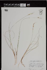 Carex livida image