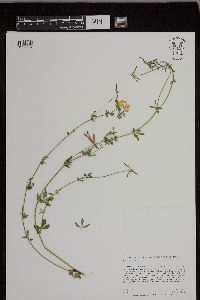 Lotus corniculatus image