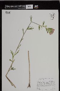Castilleja coccinea image