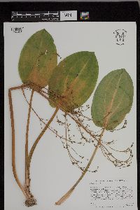 Alisma triviale image