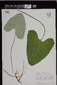 Petasites frigidus var. sagittatus image