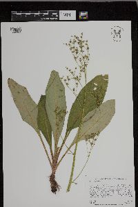 Micranthes pensylvanica image