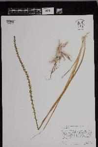Triglochin maritima image