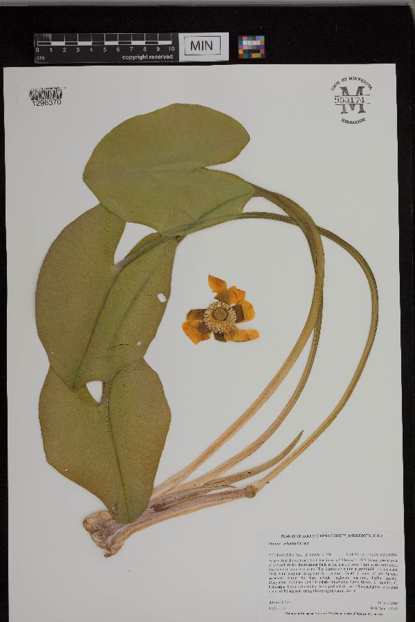 Nuphar variegata image