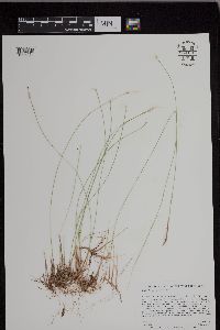 Trichophorum alpinum image