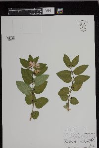 Lonicera x bella image