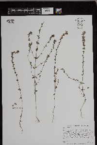 Image of Euphrasia officinalis